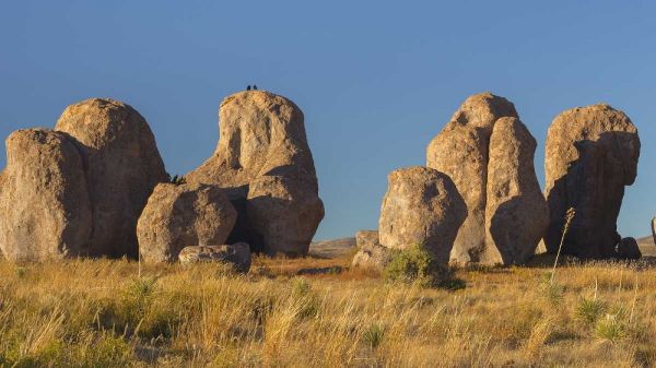 New Mexico, City of Rocks SP Ravens on a boulder